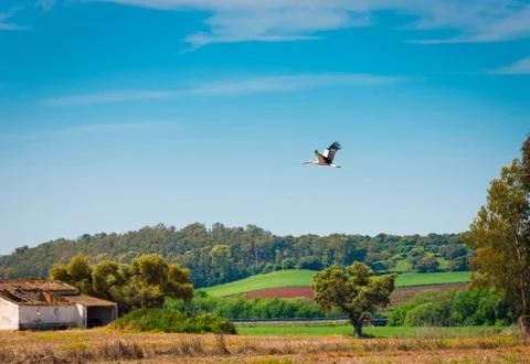 Stork flying Photos