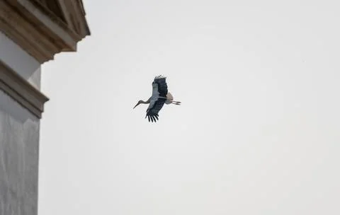 Stork flying Stock Photos