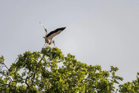 Stork flying Stock Photos