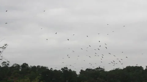 Stork flying in the sky Stock Footage 47750763