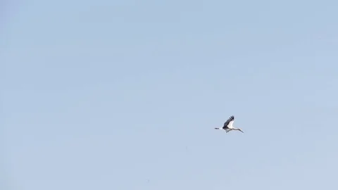 Stork flying slow motion Stock-Footage 77876710