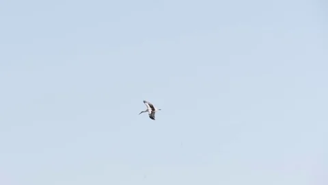 Stork flying slow motion Stock Footage