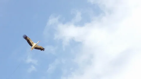 Stork flying through the sky 動画素材 39801391