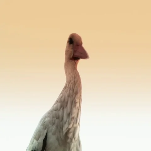 A stork following the migrating storks Stock Footage 69618996