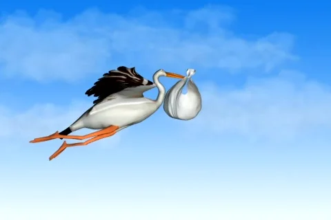 Stork Stock Footage 335518