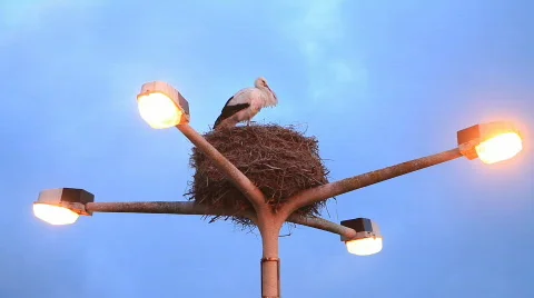 Stork Stock Footage 452999