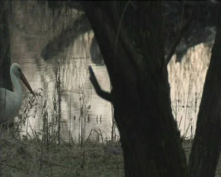 Stork Stock-Footage 573322