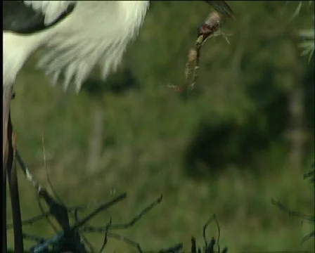 Stork Stock Footage