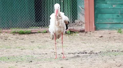 Stork Stock Footage 10907555