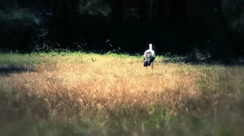 Stork Stock Footage