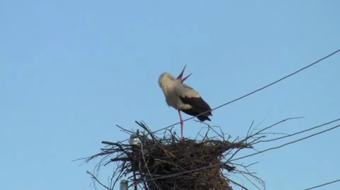 Stork Video stock 20630207