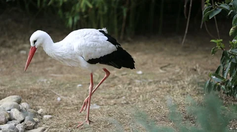 Stork Stock Footage 34581189