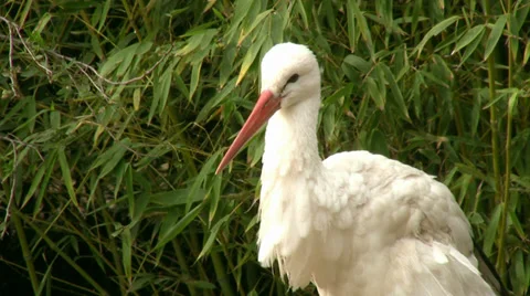 Stork Stock Footage 34615228