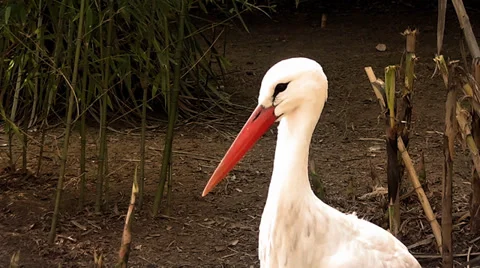 Stork Stock Footage 35536817
