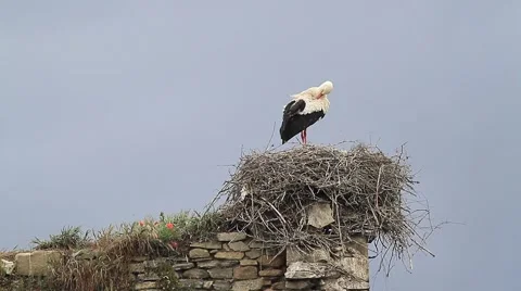 Stork 動画素材 53306691
