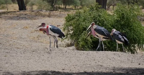 Stork Stock Footage 60382640