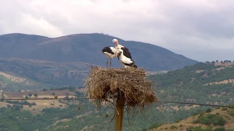 Stork 스톡 동영상 83585209