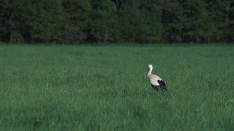 Stork 動画素材 108597055