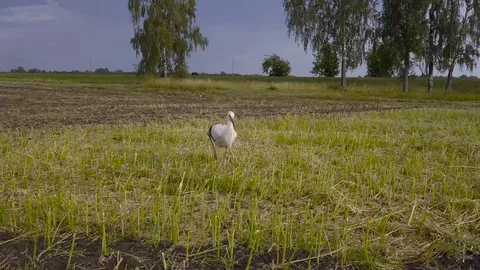 Stork Stock Footage 116774437