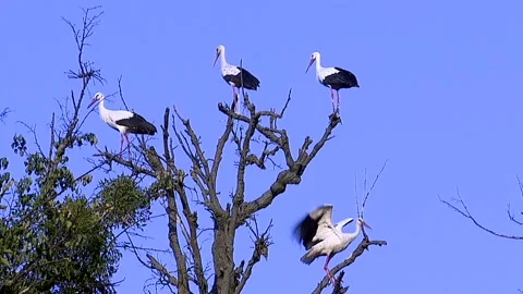 Stork Stock Footage 117313708