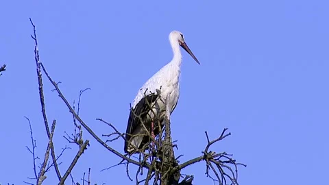 Stork Stock Footage 117313777