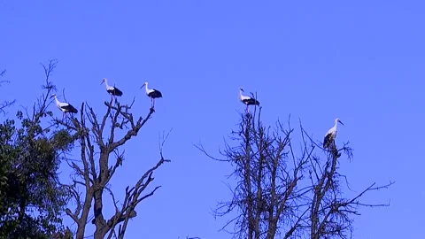 Stork Stock Footage 117313780