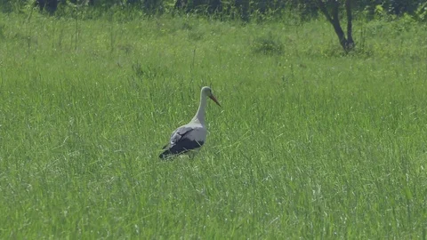Stork. Stock Footage 123982593