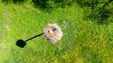 Stork Stock Footage 130999555