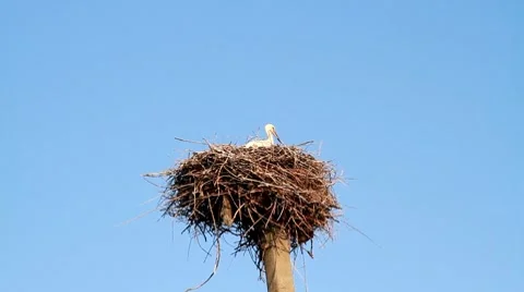 Stork Full HD Stock-Footage 8519676