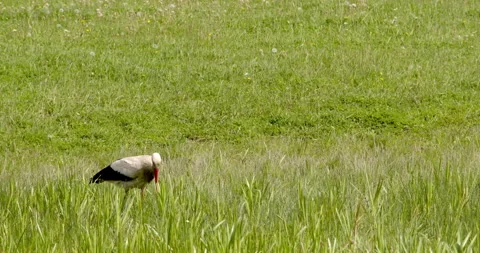 A stork in the grass Stock Footage 256092679
