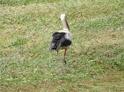 Stork in the grass in Romania Fotos de archivo