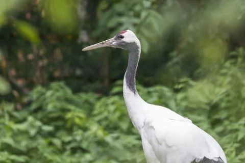 Stork on green blurred background. Stock Photos