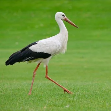 Stork on the green grass 写真素材