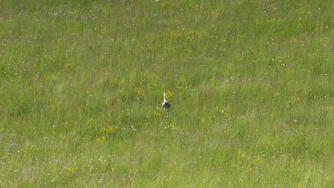 A stork on the green plain Stock Footage 245261002