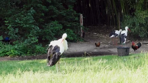 A stork is grooming itself on a meadow Stock Footage 244672044