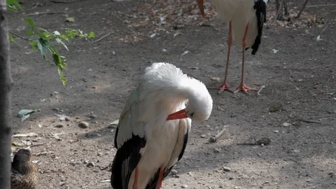 Stork On Ground, 4K, ProRes 422, recorded in 50fps Stock Footage 113167049