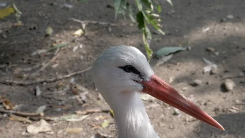 Stork On Ground, 4K, ProRes 422, recorded in 50fps Stock Footage 113168319