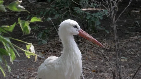 Stork On Ground, 4K, ProRes 422, recorded in 50fps Stock Footage 113168972
