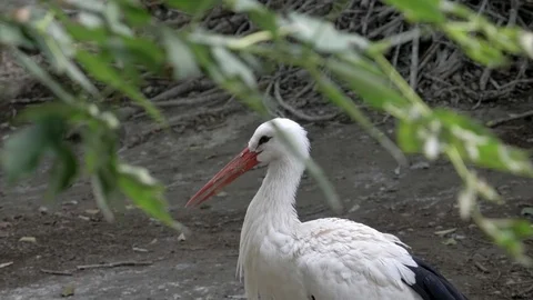 Stork On Ground, 4K, ProRes 422, recorded in 50fps Stock Footage 113169652