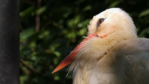Stork head close up  Video stock 260410999