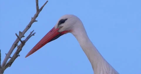 Stork head Stock Footage 281162999