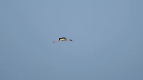 A stork hovering in the air against the background of a blue sky lands on a Vidéo 201922913