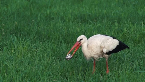 Stork Hunting 動画素材 108585097