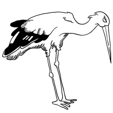 Stork Stock Illustration