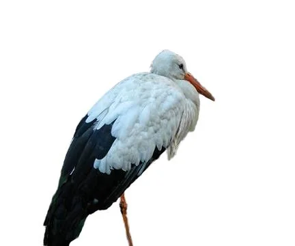 Stork isolated on white background Fotos Stock