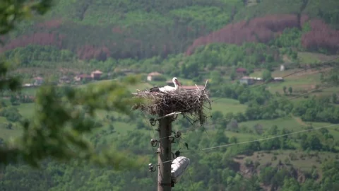 Stork in its Nest Spring View 4K Video stock 76556910