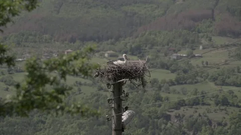 Stork in its Nest Spring View SLOG 4K Stock Footage 76557322