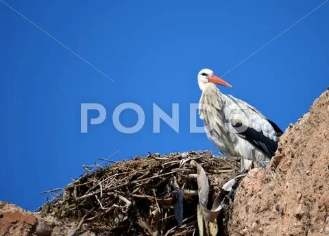 Stork in its nest under blue sky Stock Photos