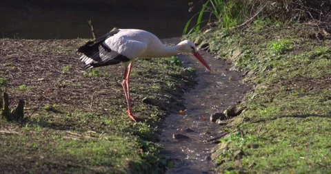 Stork jumping Stock Footage 280489726
