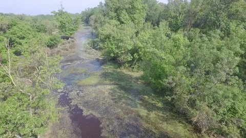 A stork in Karacabey Longoz Forests Stock Footage 89923244